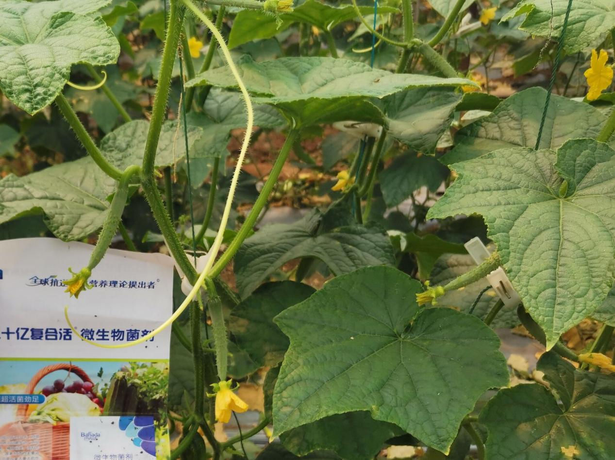 微生物菌劑和菌肥的區(qū)別是什么? 微生物菌劑和菌肥的區(qū)別是什么?