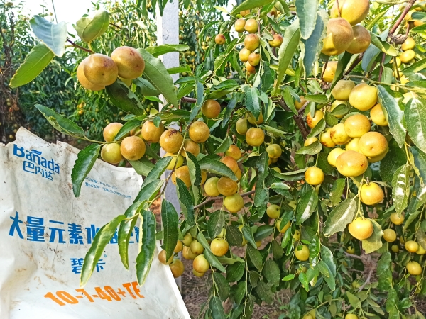 果樹(shù)沖施肥的使用方法有哪些？